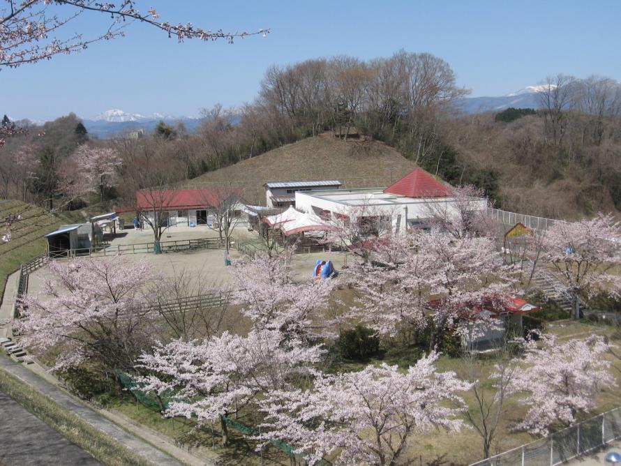 動物愛護センターの春