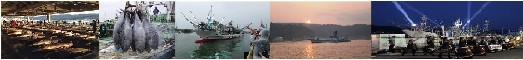 メカジキが並ぶ魚市場、マグロ水揚げ、サンマ漁の出港式、カツオ一本釣り船、気仙沼みなと祭りの写真