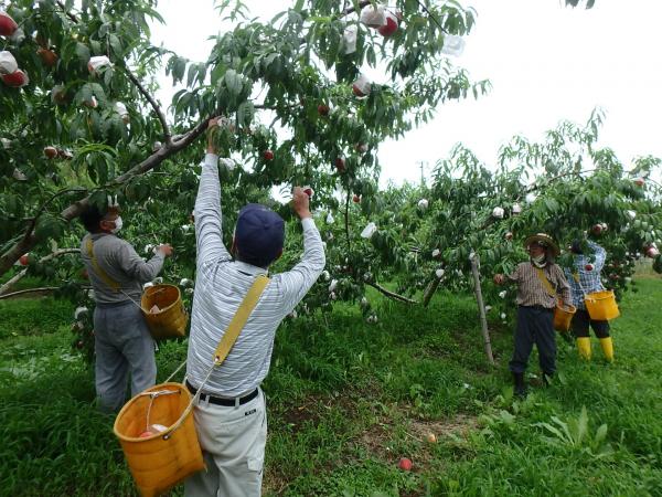 (写真)桃の収穫の様子