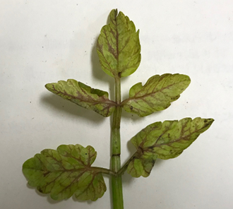KoMVに感染した芹の葉の症状の写真