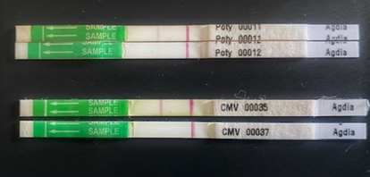 KoMVとCMVに対する試験紙の反応（上からKoMV陽性,KoMV陰性,CMV陽性,CMV陰性）