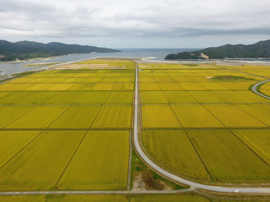 石巻市大川地区長面工区の現在の営農状況（令和3年9月14日撮影）