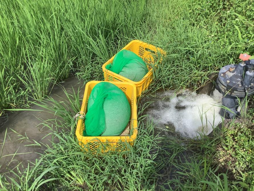 図1水口付近に配置した粒状肥料を充填した種籾ネット