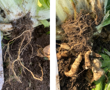 写真2:祭典ネオ70の根（左）及び既存品種の根（右）