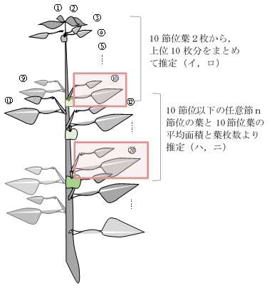 測定部位