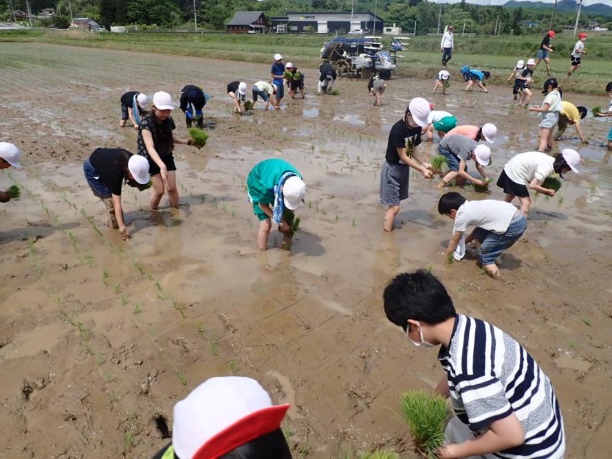 田植え　植える