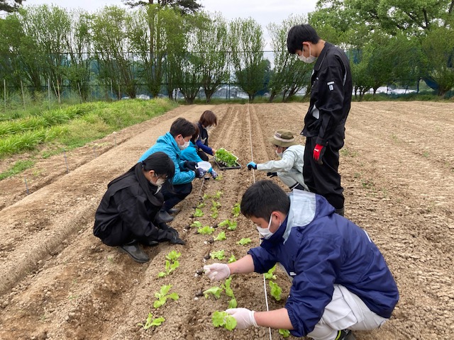 レタス定植作業