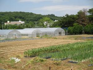 園芸学部ほ場
