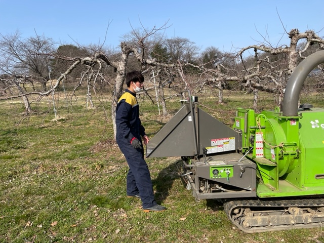 イチゴの親株定植作業