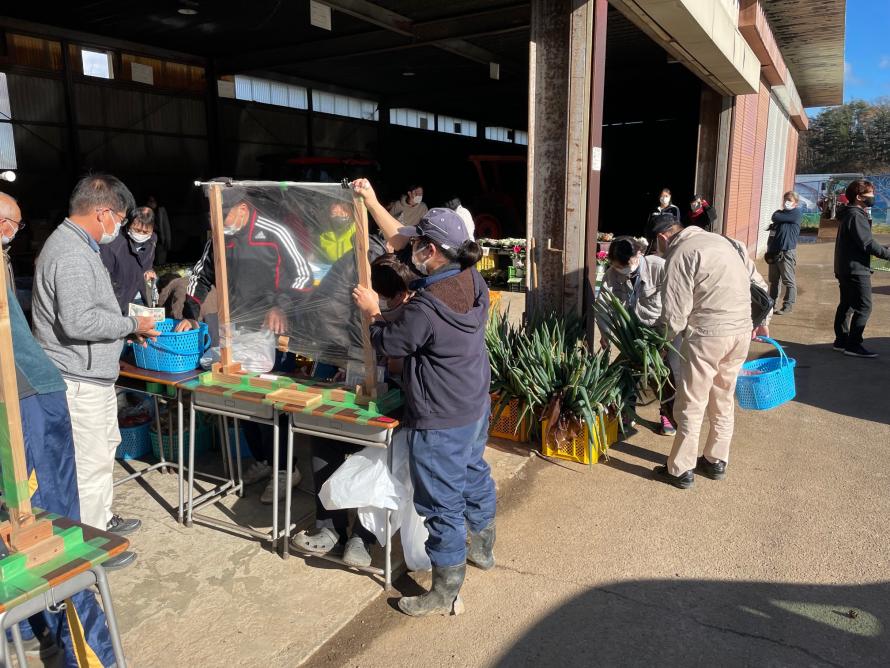 イチゴの親株定植作業