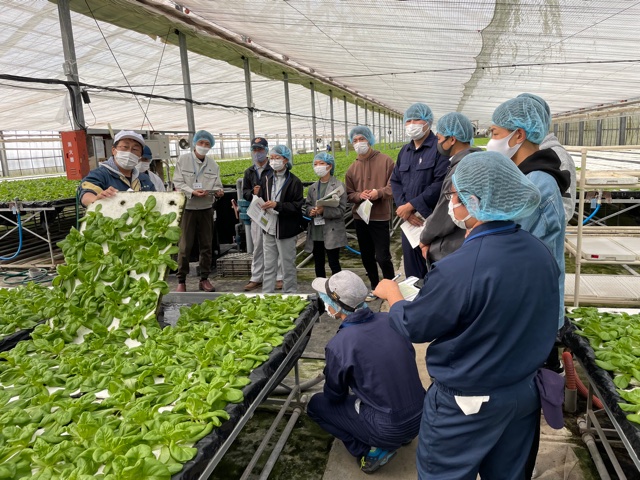 イチゴの親株定植作業