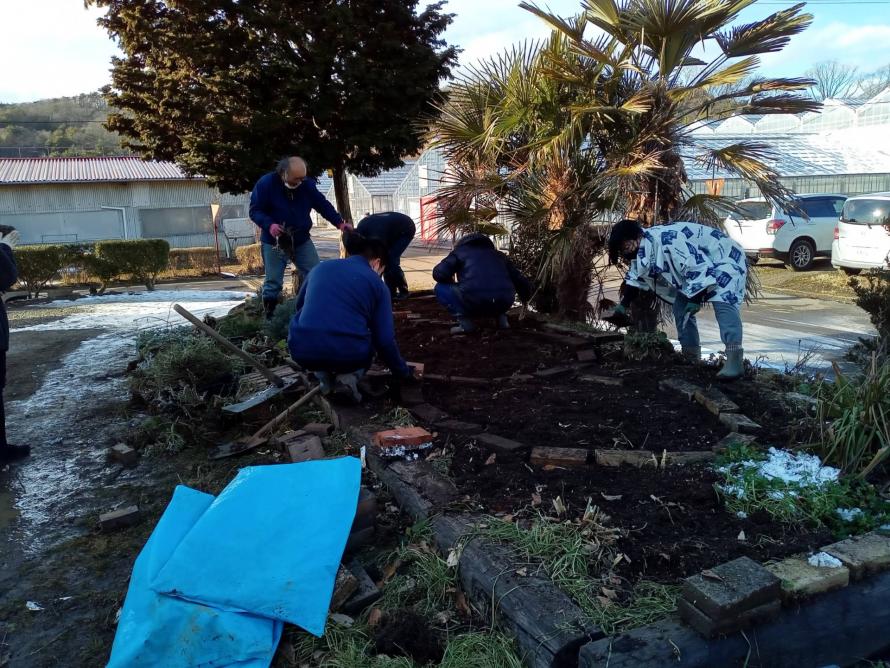 イチゴの親株定植作業
