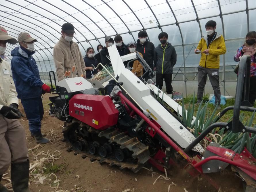 イチゴの親株定植作業