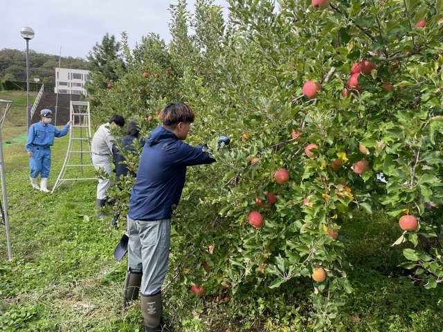 イチゴの親株定植作業