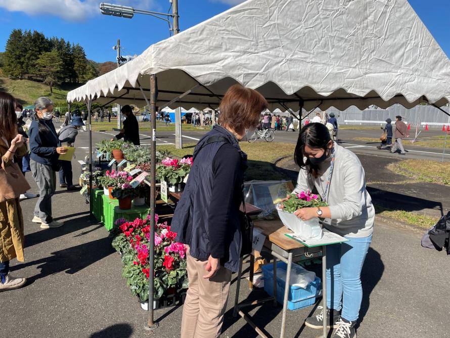 イチゴの親株定植作業