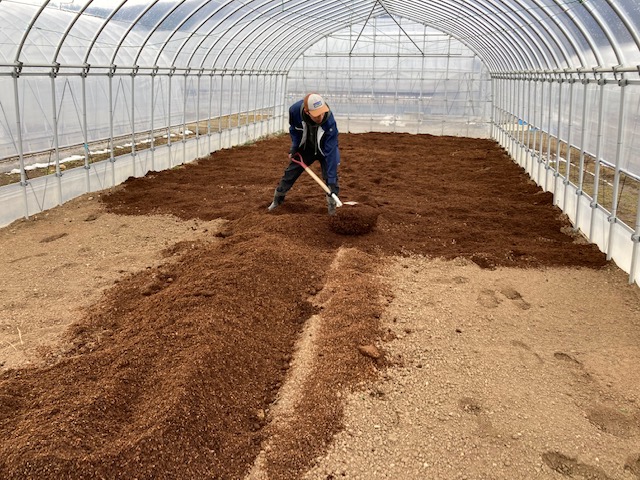 イチゴの親株定植作業