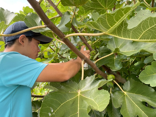 イチゴの親株定植作業
