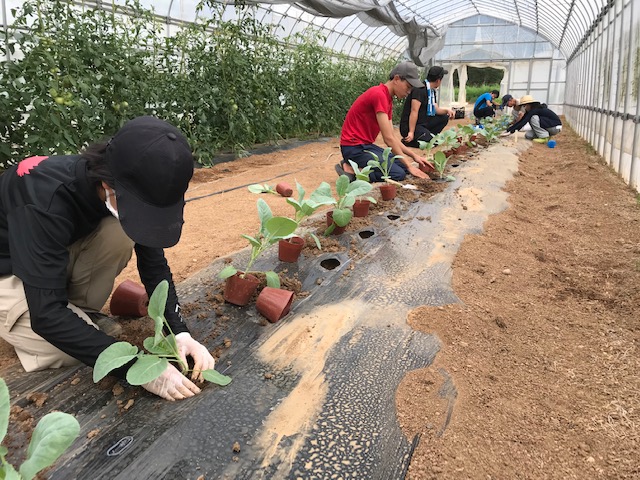 イチゴの親株定植作業