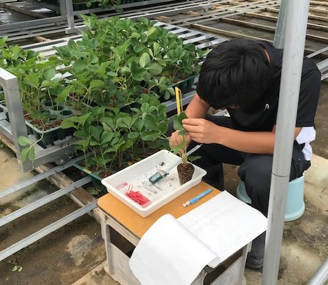 イチゴの苗質調査