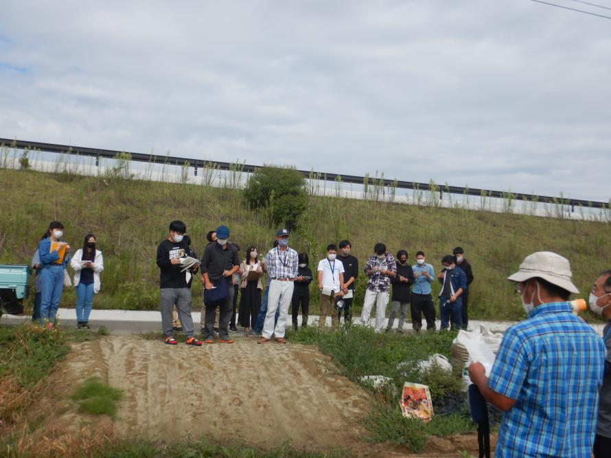 イチゴの苗質調査