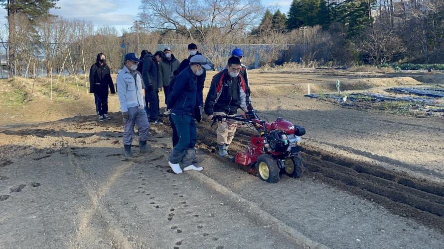 イチゴの親株定植作業