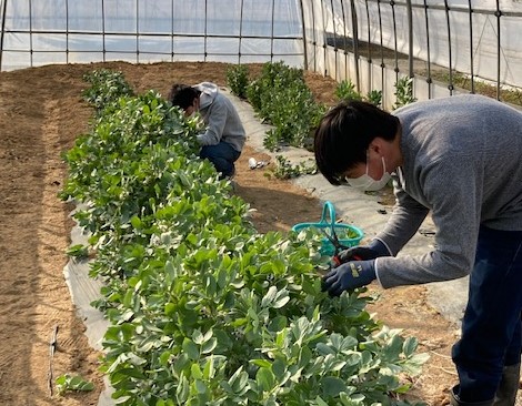 イチゴの親株定植作業