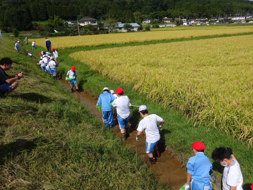 R5白石生き物調査1