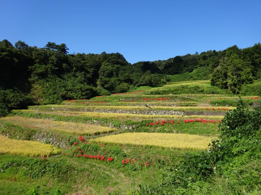 大張沢尻棚田稲刈り3