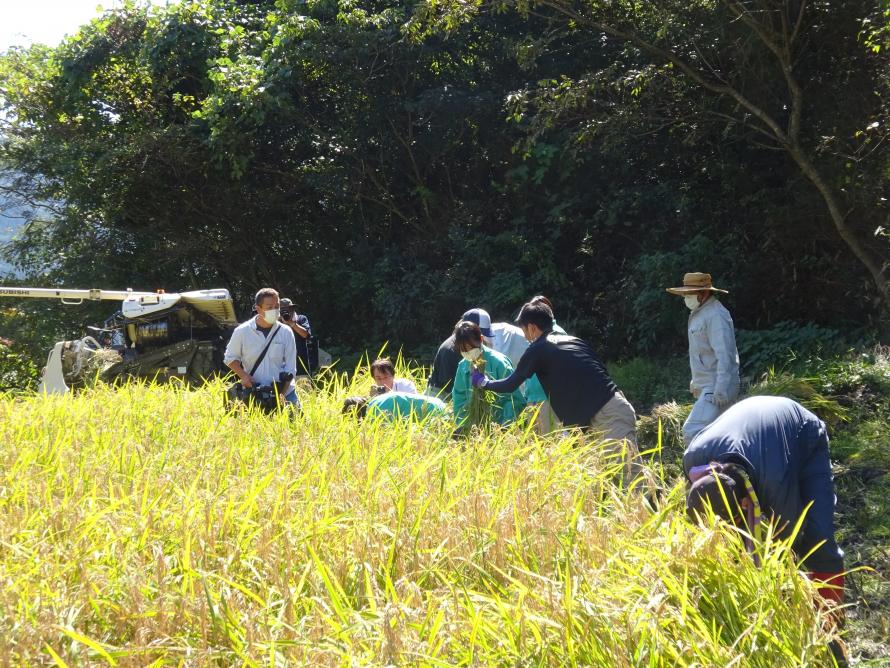 大張沢尻棚田稲刈り2