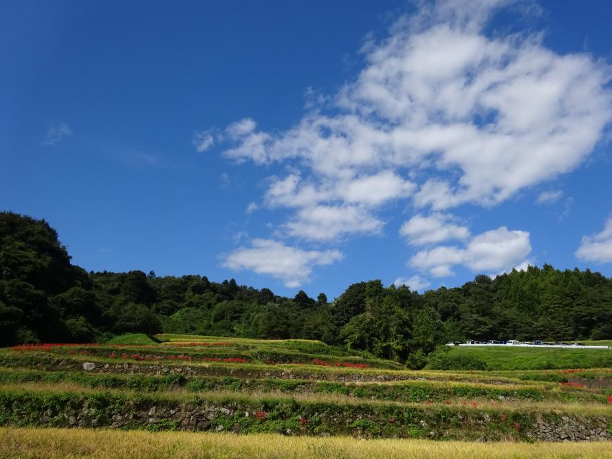 大張沢尻棚田稲刈り4