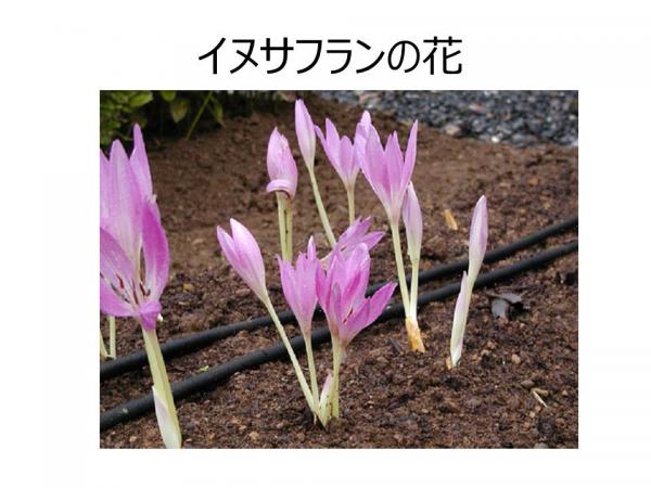 イヌサフランの花画像