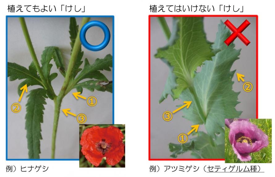 けし