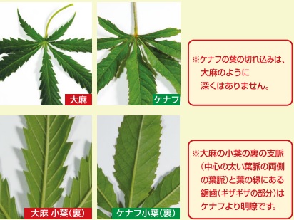 大麻とケナフ比較画像