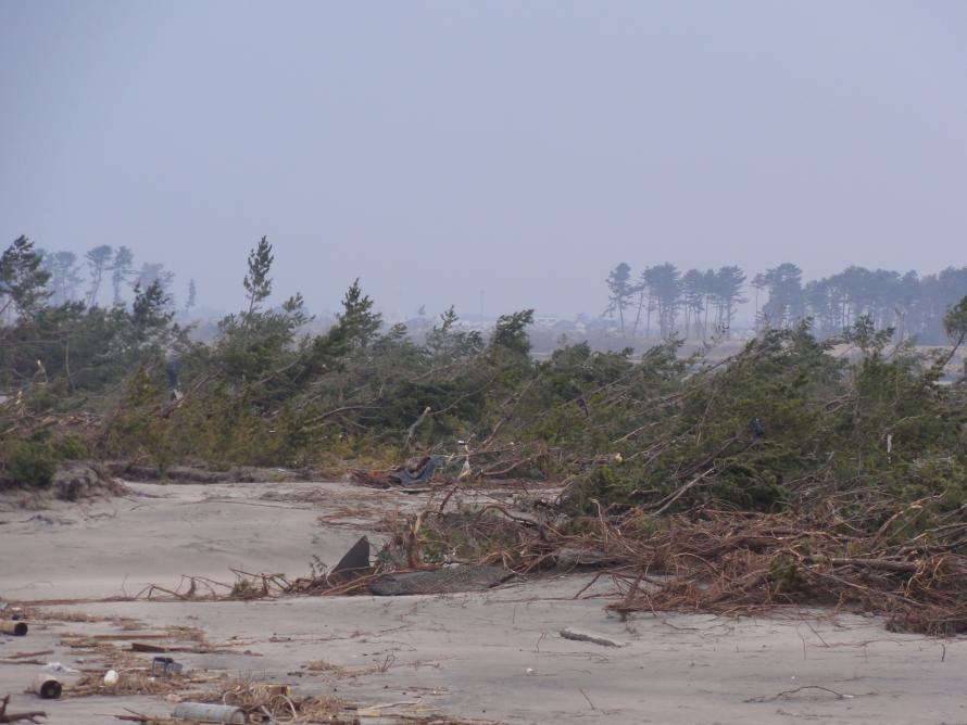 海岸防災林の被害状況