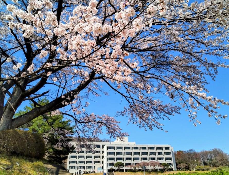 校内の桜