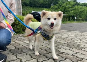 さんた