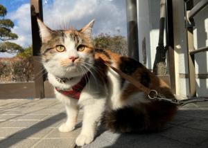 里帰り３