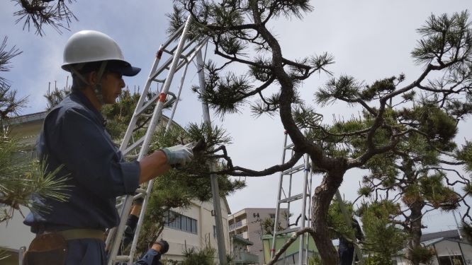 クロマツ剪定の様子