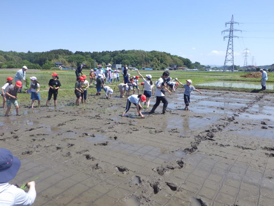 田植え2