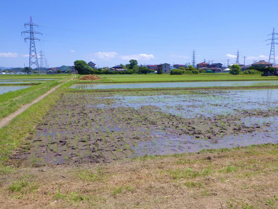 田植え後の田んぼ