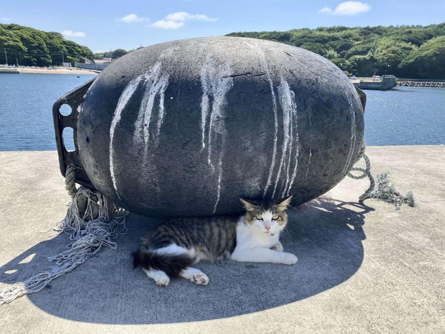 港で黄昏れひと休み