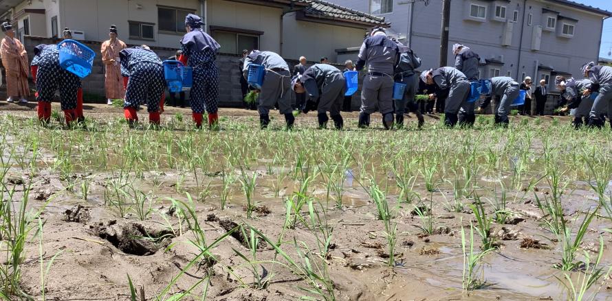 御田植祭手植えの様子2