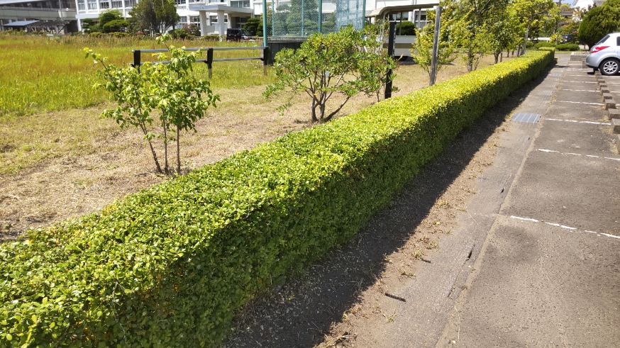 垣根の剪定
