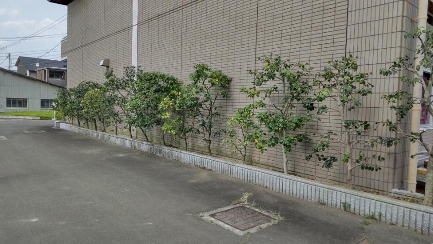 ツバキの剪定完了
