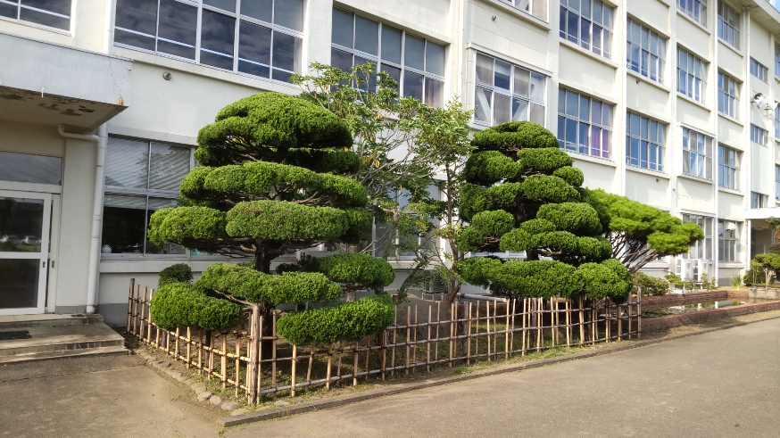 本館前樹木1