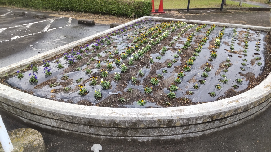 ビオラを植えた花壇