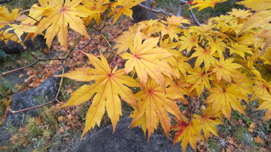 造園科実習場の紅葉した葉