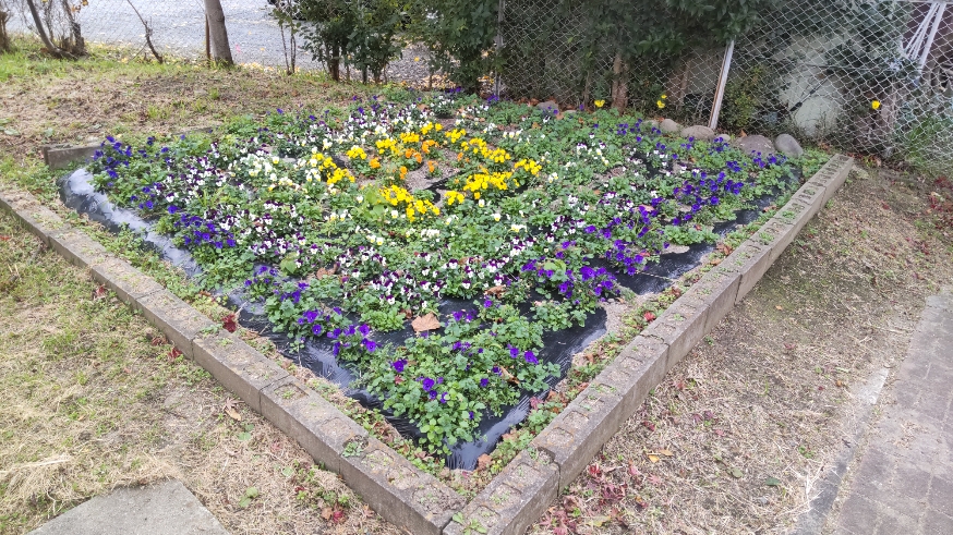体育館脇花壇