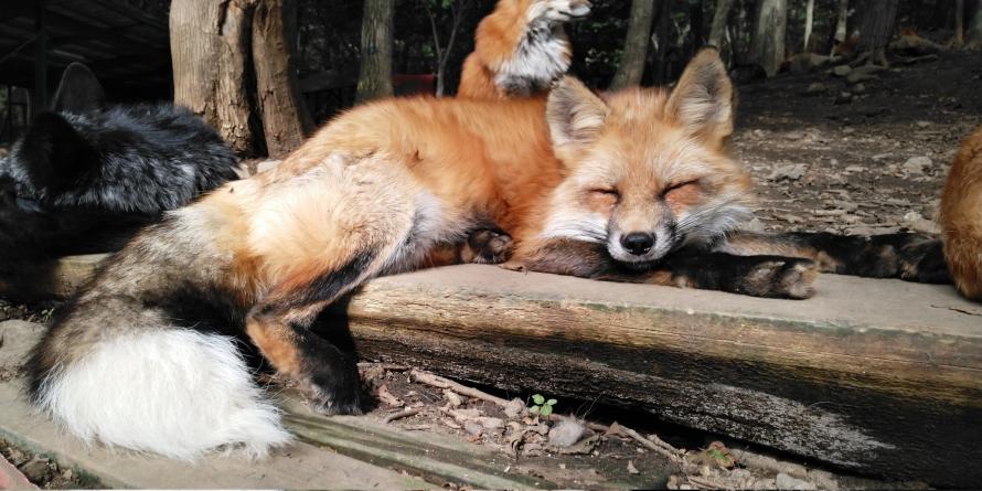 キツネ村