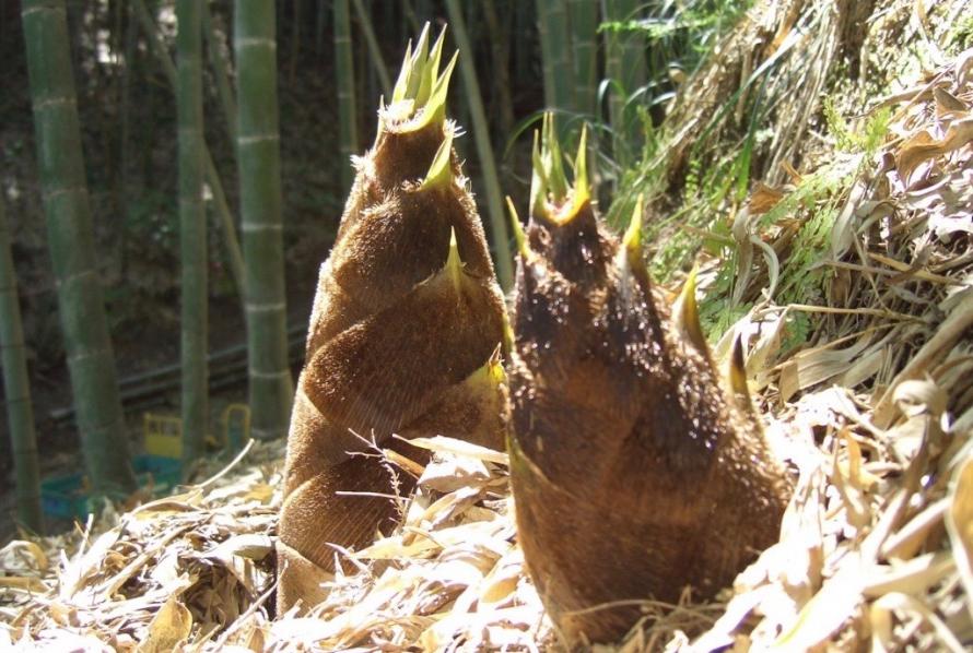 やしまや